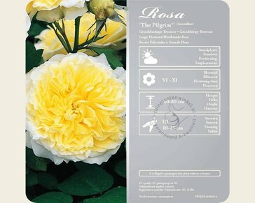 Rosa 'The Pilgrim'