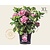 Hydrangea macrophylla 'Roze' - XL