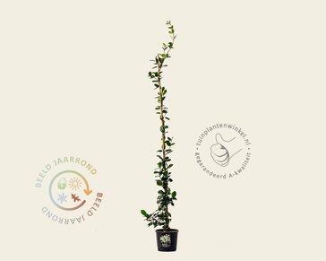 Trachelospermum jasminoides