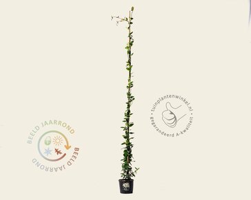 Trachelospermum jasminoides