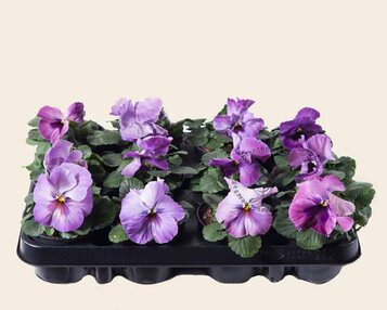 Viool Grootbloemig 'Delta Purple Surprise' - Tray 12 st. image
