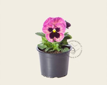 Alleen in winkel Viool Grootbloemig 'Delta Purple Surprise' - Tray 12 st.