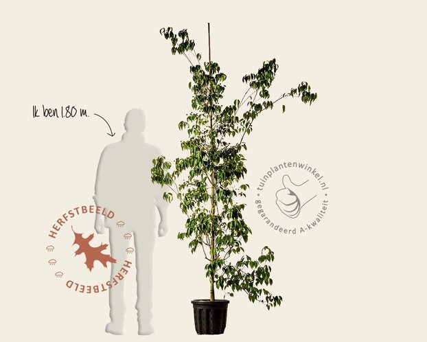 Cornus Kousa 'China Girl' - beveerd