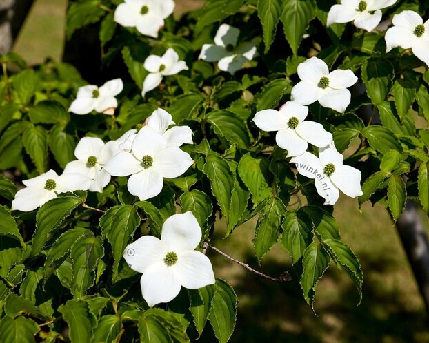 Cornus Kousa 'China Girl' - beveerd
