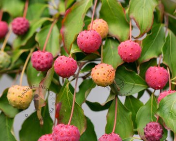 Cornus Kousa 'China Girl' - beveerd