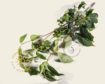 Cornus Kousa 'China Girl' - beveerd