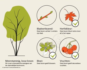 Cornus Kousa 'China Girl' - beveerd