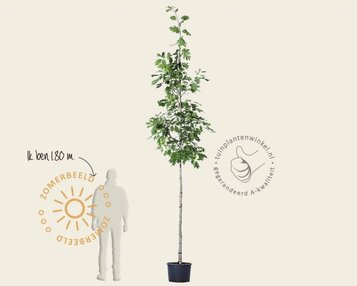 Quercus rubra image