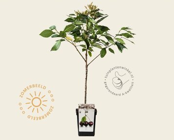 Prunus avium 'Regina' - mini image