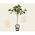 Prunus avium 'Regina' - mini
