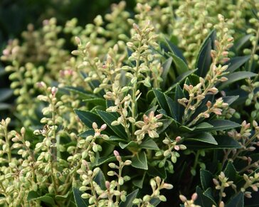 Pieris japonica 'Prelude'