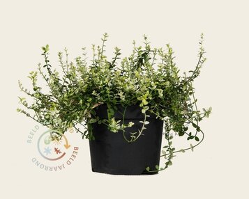 Euonymus fortunei 'Silverstone' image