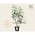 Amelanchier lamarckii - XL