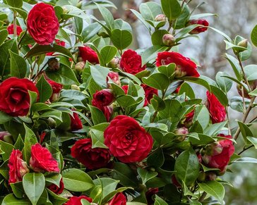 Camellia japonica 'Black Lace'