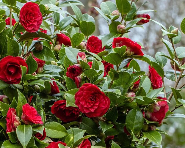 Camellia japonica 'Black Lace'