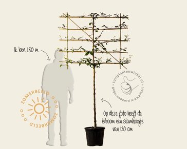 Lei-Kornoelje alba - Small - pakket 3 stuks + EXTRA'S!