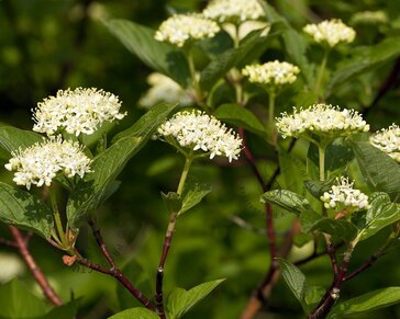 Lei-Kornoelje alba - Small - pakket 3 stuks + EXTRA'S!