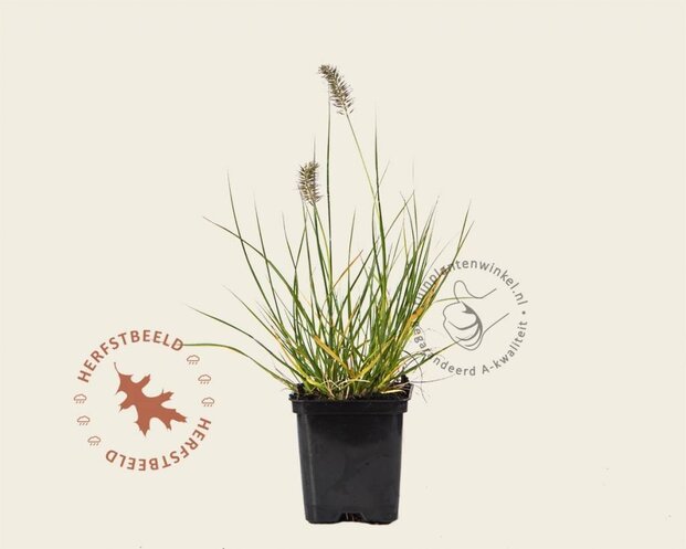 Pennisetum alopecuroides 'Little Bunny'