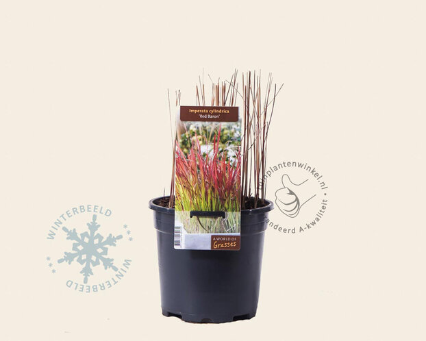 Imperata cylindrica 'Red Baron'