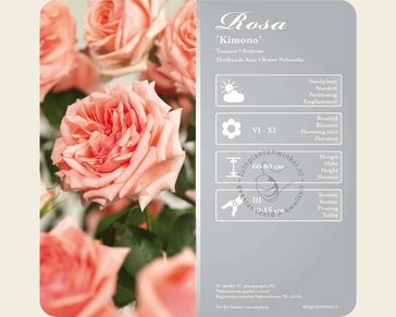 Rosa 'Kimono'