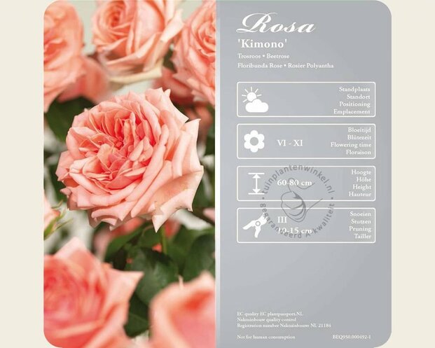 Rosa 'Kimono'