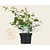 Viburnum plicatum 'Watanabe'