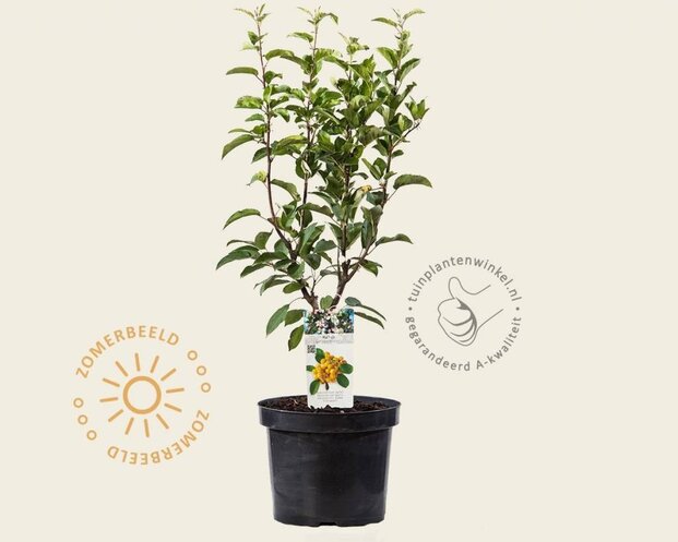 Malus 'Golden Hornet' - struik