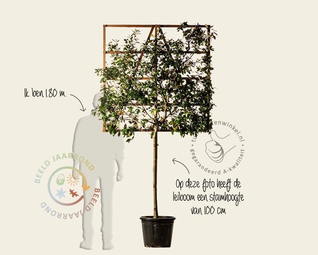 Lei-Steeneik - 120 - pakket 4 stuks + EXTRA'S!