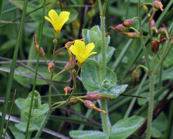 Hypericum elodes image