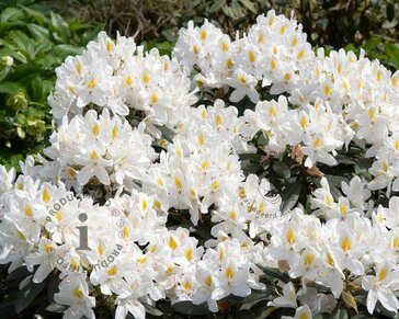 Rhododendron 'Madame Masson'