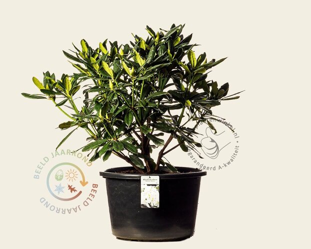 Rhododendron 'Madame Masson'