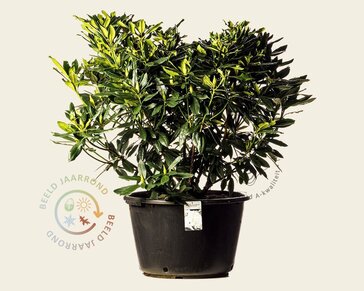 Rhododendron 'Madame Masson'