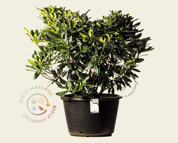 Rhododendron 'Madame Masson'