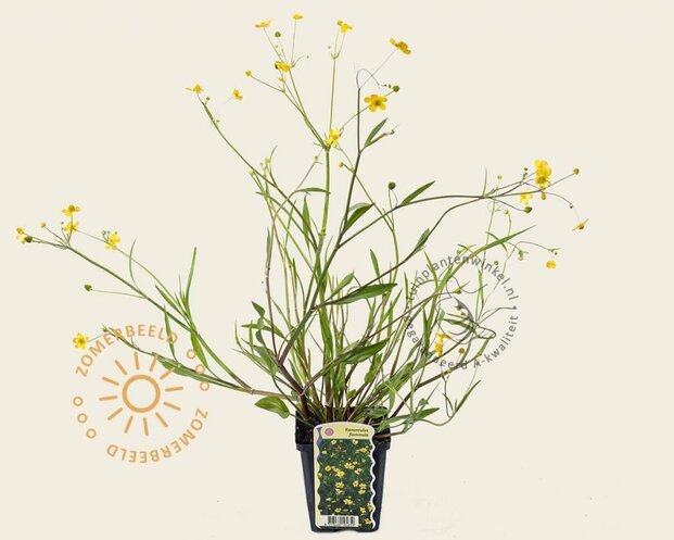 Ranunculus flammula
