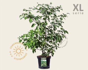 Cornus controversa - XL image