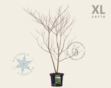 Cornus controversa - XL