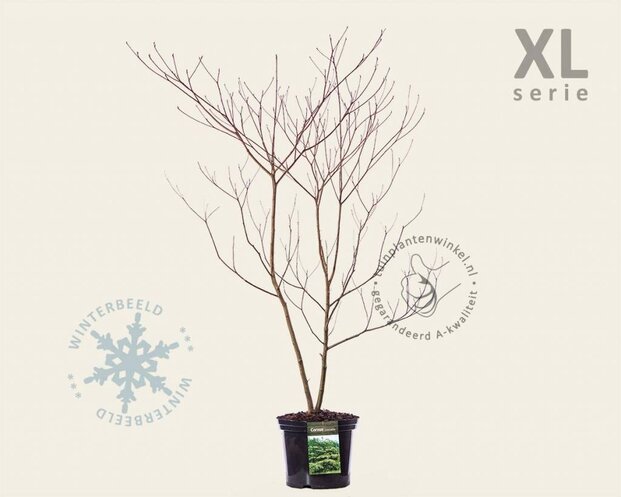 Cornus controversa - XL
