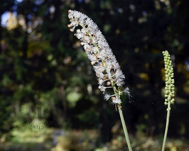 Cimicifuga simplex 'White Pearl'