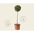 Ligustrum delavayanum - op stam