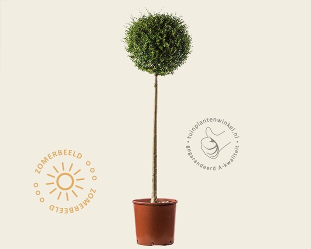 Ligustrum delavayanum - op stam