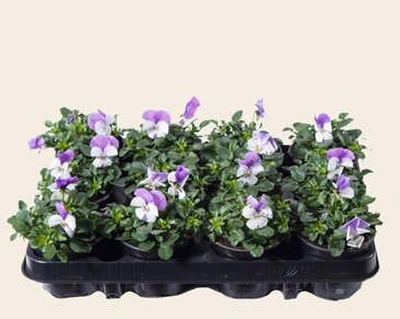 Alleen in winkel Viool Mini 'Callisto Wit-roze Vlag' - Tray 12 st.