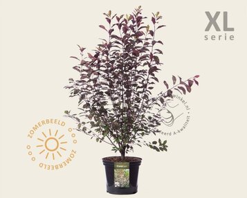 Prunus cistena - XL image