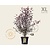 Prunus cistena - XL