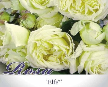 Rosa 'Elfe' image