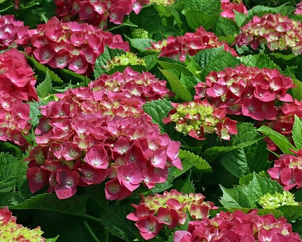 Hydrangea macrophylla 'Alpengluhen'