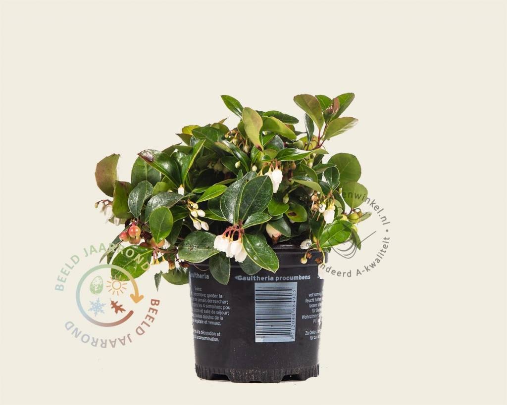 care for chinese money plant Chinese Money Plant | Pilea Peperomioides | Buy Plants Online | Leaf Envy