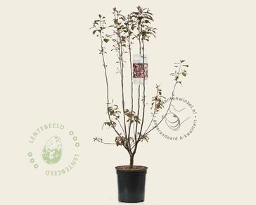 Malus 'Mokum'