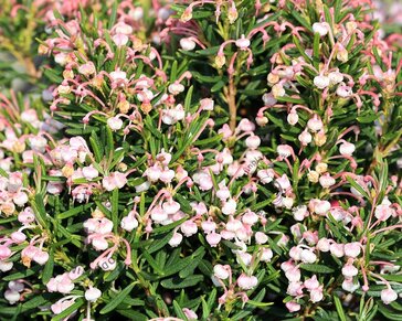 Andromeda polifolia 'Compacta'