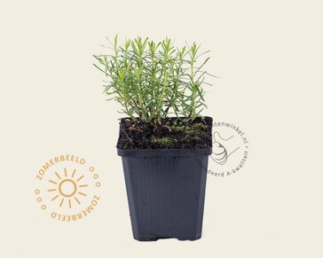 Iberis sempervirens 'Weisser Zwerg'