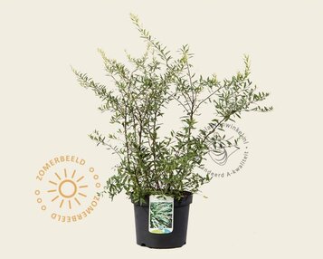 Spiraea cinerea 'Grefsheim' image